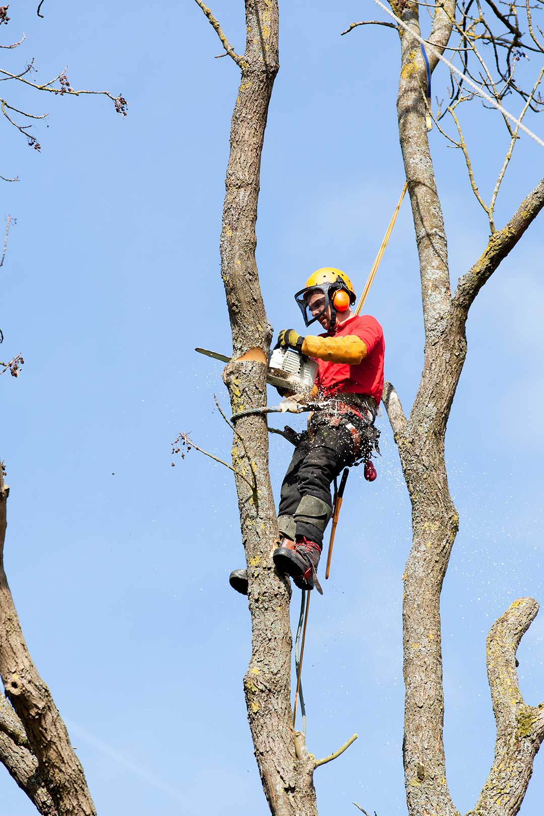 arborist-cutting-tree-with-chainsaw arborist-cutting-tree-with-chainsaw