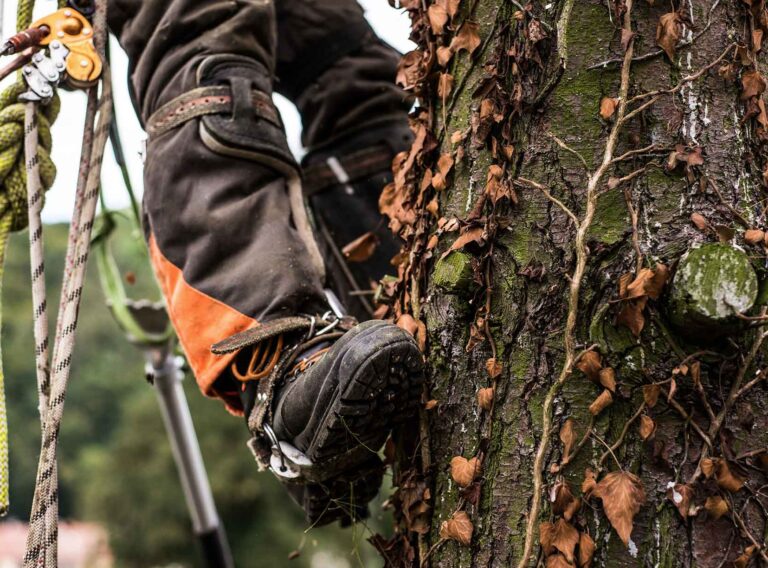 sezione-centrale-delle-gambe-dell-arborista-con-l-imbracatura-che-taglia-un-albero-che-si-arrampica sezione-centrale-delle-gambe-dell-arborista-con-l-imbracatura-che-taglia-un-albero-che-si-arrampica